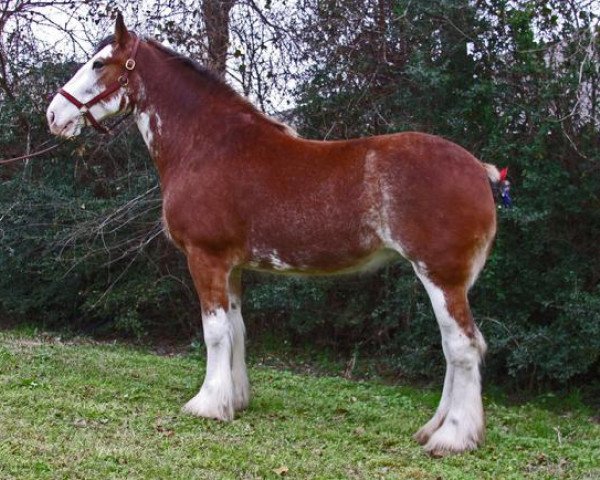 Zuchtstute Hatfield Lucy Macgregor (Clydesdale, 2005, von Hewal Benefactor)