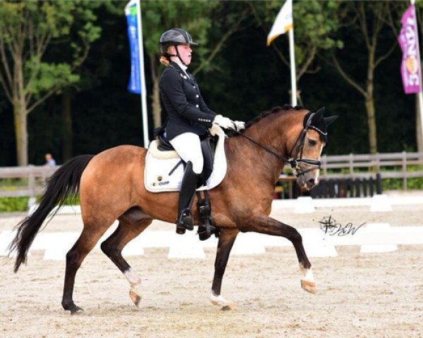 dressage horse Lex (KWPN (Royal Dutch Sporthorse), 2007, from Le Matsjo)