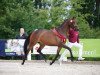 dressage horse Scarlet 148 (German Sport Horse, 2014, from E.H. Millennium)