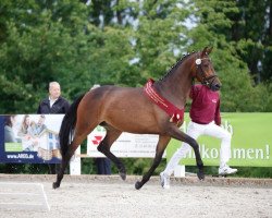 dressage horse Scarlet 148 (German Sport Horse, 2014, from E.H. Millennium)