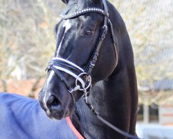 dressage horse Bahiro (German Sport Horse, 2016, from Bon Coeur)