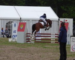 dressage horse Dubdy (Deutsches Reitpony, 2014, from Del Estero NRW)