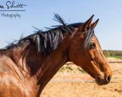 Springpferd First Lady (Hannoveraner, 2010, von For Edition)