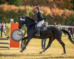 jumper Calypso 456 (Hanoverian, 2011, from Conteur)