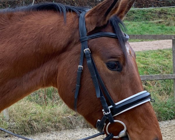 dressage horse Montario (Trakehner, 2016, from Saint Cyr)