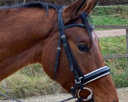 dressage horse Montario (Trakehner, 2016, from Saint Cyr)