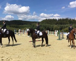 Dressurpferd Amazing Grace 69 (Welsh-Cob (Sek. D), 2006, von Bronfoel Calon Lan)