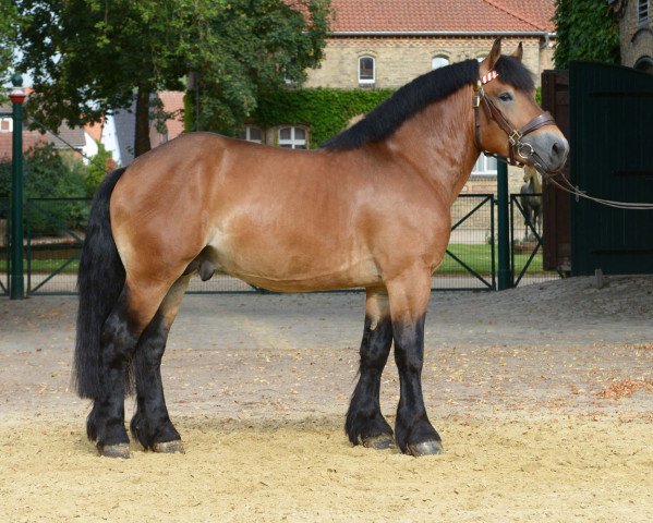 stallion Augustus (Rhenish-German Cold-Blood, 2016, from Arminius II)