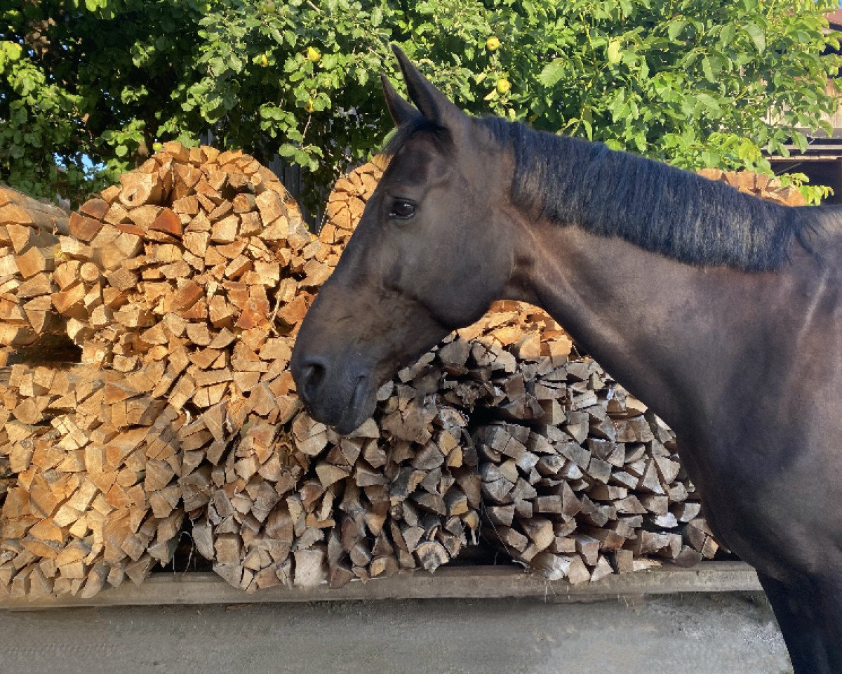 jumper Santiago (Bavarian, 2008, from Seven Up)