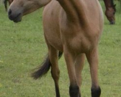 Zuchtstute Coco Chanel (Deutsches Reitpony, 2017, von Classic Dancer I)