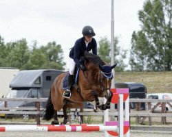 jumper Odeline van het Keizershof (Belgian Warmblood, 2014, from Flying Dream)