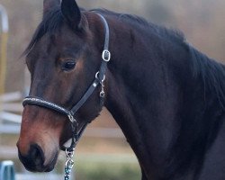 dressage horse Da Vinci (Austrian Warmblood, 2016, from Dr. Watson)