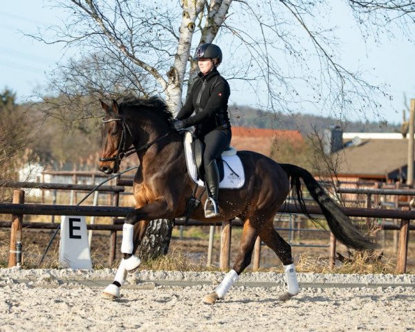 stallion Dimitri DiCaprio (German Sport Horse, 2015, from Albführen's Der Kavalier)