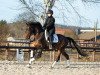 stallion Dimitri DiCaprio (German Sport Horse, 2015, from Albführen's Der Kavalier)