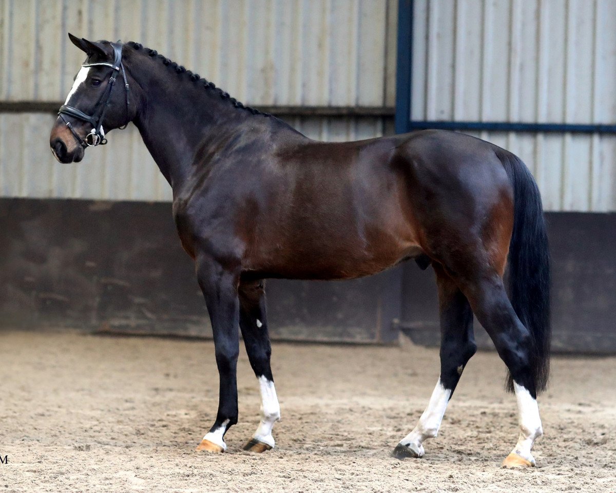 Springpferd Hyde Park (KWPN (Niederländisches Warmblut), 2012, von Lexicon)