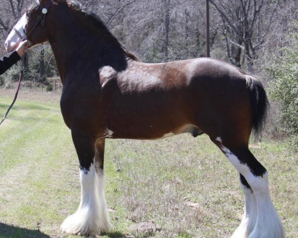 stallion Maplewood Danielle's Lucas (Clydesdale, 2006, from Cristal's Moses)