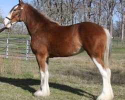 Pferd Cypress Creek Lucas' Lulu (Clydesdale, 2011, von Maplewood Danielle's Lucas)