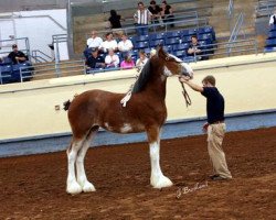 broodmare Cypress Creek Aiden's Pistol Packin Mama (Clydesdale, 2009, from Pinnacle's Aiden)