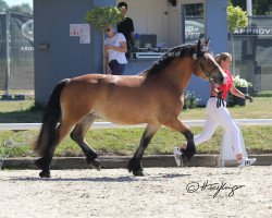 broodmare Adele Aida (Rhenish-German Cold-Blood, 2016, from Adoro)