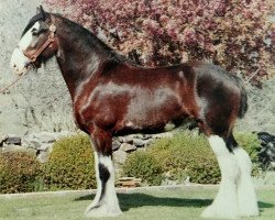 horse Cummertree Criffel Commander (Clydesdale, 1984, from Doura Magnificent)