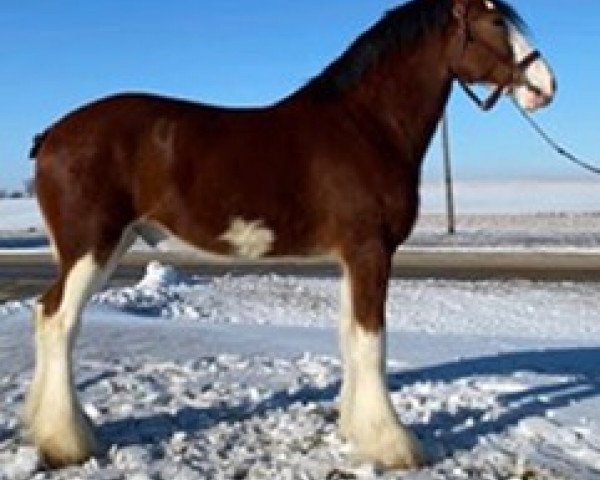 Pferd Coughlin's Jack Kera Northtop (Clydesdale, 2016, von Northumberland Topsman)