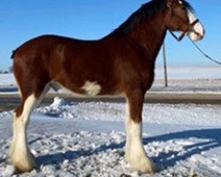 Pferd Coughlin's Jack Kera Northtop (Clydesdale, 2016, von Northumberland Topsman)