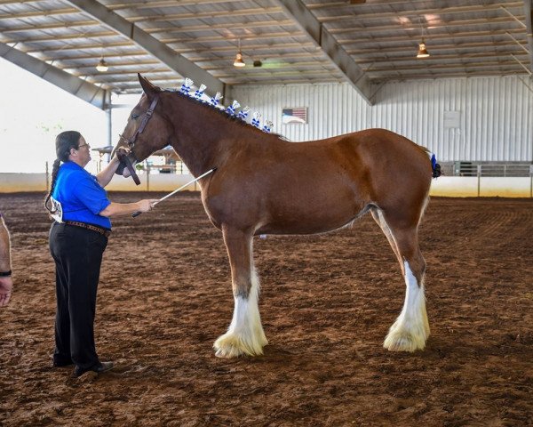 Pferd Classic City Captains Kat Von D (Clydesdale, 2017, von Zorra Highland Captain)