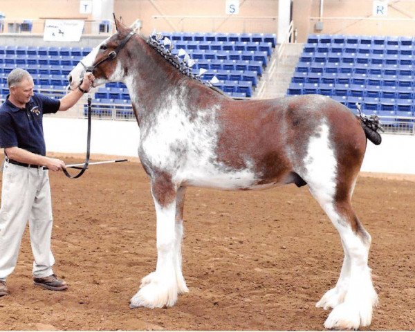 horse Cedarlane Colonel (Clydesdale, 2017, from Iron Horse MM Steele)