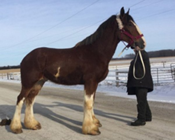 Pferd Carson's Always Dreaming (Clydesdale, 2017, von Alamar L.S. Lightning)