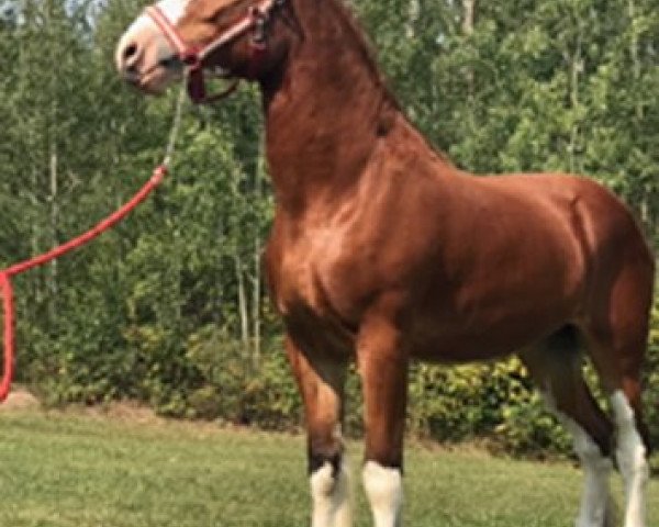 Pferd Canwest Leonidas (Clydesdale, 2015, von 2S Grandeur's Sir Garrett)