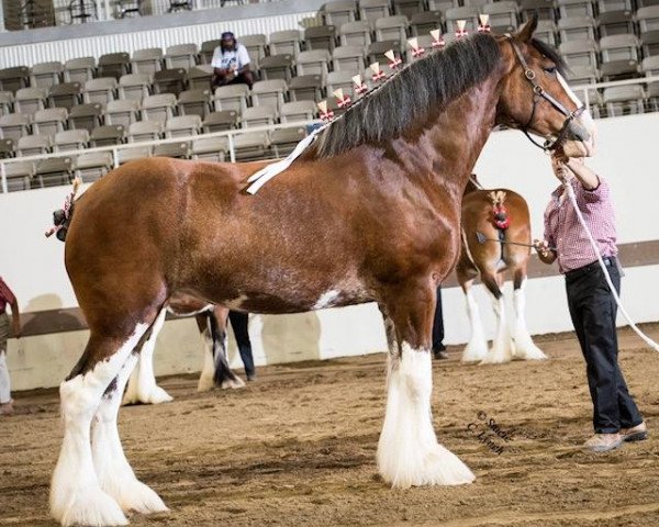 Zuchtstute T.F.C. Fusilier's Spice (Clydesdale, 2011, von Hillmoor Fusilier)