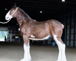 Pferd Canwest Excelsior (Clydesdale, 2019, von Iron Horse MM Steele)