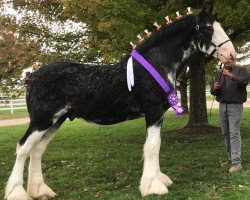 horse C3 Decker's Owen (Clydesdale, 2018, from Somewhere Doc's Blackun Decker)