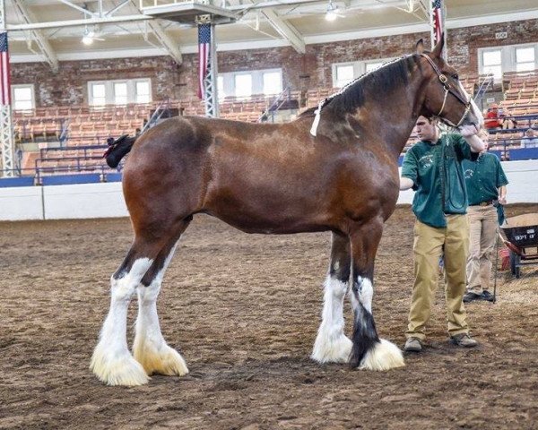 broodmare BSC Doura's Lucky Lady Ava (Clydesdale, 2014, from Doura Above All)