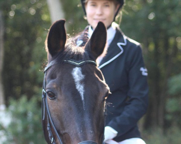 jumper Nevaio (German Riding Pony, 1991, from Nantano)