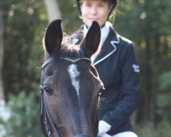 jumper Nevaio (German Riding Pony, 1991, from Nantano)