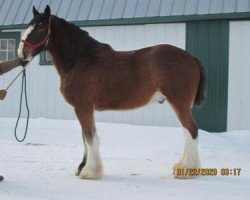 Pferd Boulder Bluff Carl (Clydesdale, 2015, von Hatfield Front Runner)