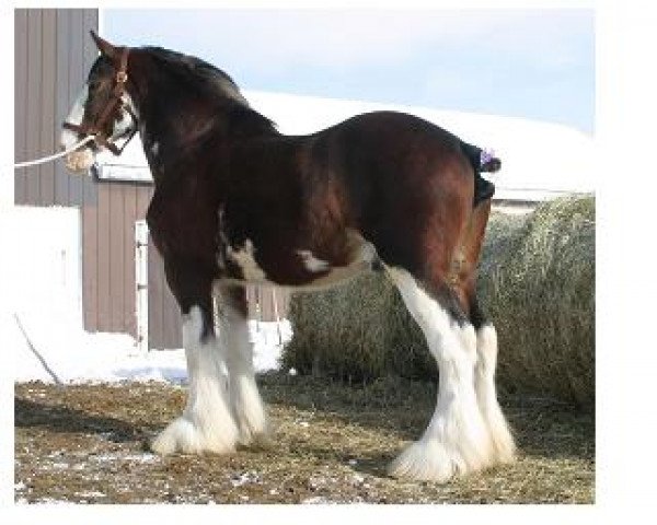 Deckhengst Westgate Ring Leader (Clydesdale, 1995, von Doura King O' the Ring)