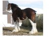 Deckhengst Westgate Ring Leader (Clydesdale, 1995, von Doura King O' the Ring)