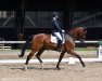 dressage horse Feivel KT (Oldenburg, 2009, from Fidertanz)