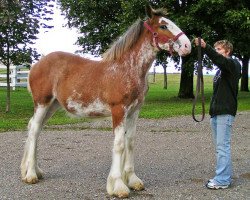 broodmare Stone Croft Margaret (Clydesdale, 2009, from Westgate Ring Leader)