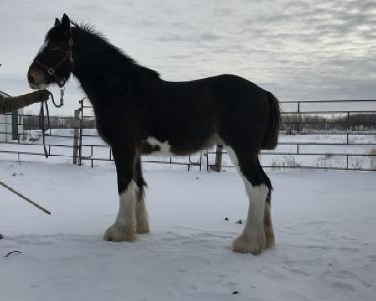 horse Boulder Bluff Express (Clydesdale, 2017, from Hatfield Front Runner)