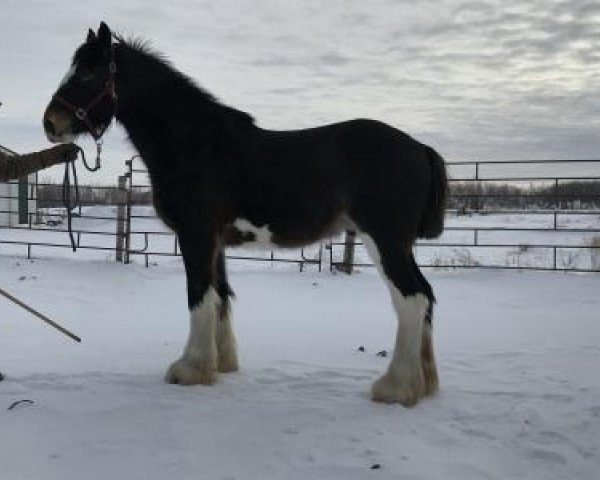 Pferd Boulder Bluff Express (Clydesdale, 2017, von Hatfield Front Runner)