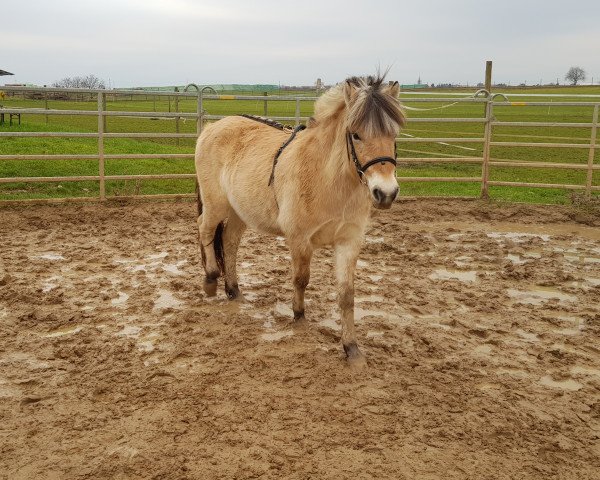 Pferd Gina (Fjordpferd, 2017, von Friso)