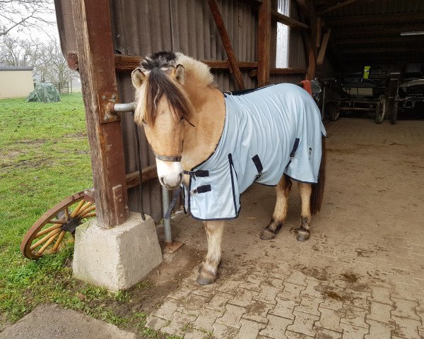 Pferd Faro (Fjordpferd, 2017, von Friso)