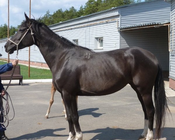 horse Bacha (Russian Trakehner, 2010, from Haus)