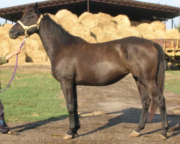 horse Savituschka (Russian Trakehner, 2000, from Vichr)