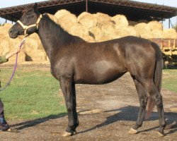 horse Savituschka (Russian Trakehner, 2000, from Vichr)