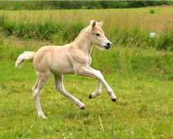 horse Malvin (Fjord Horse, 2015, from Merkur N.2743)