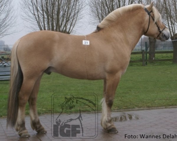 stallion Jalnar d'Ardenne (Fjord Horse, 2008, from Rånnson)